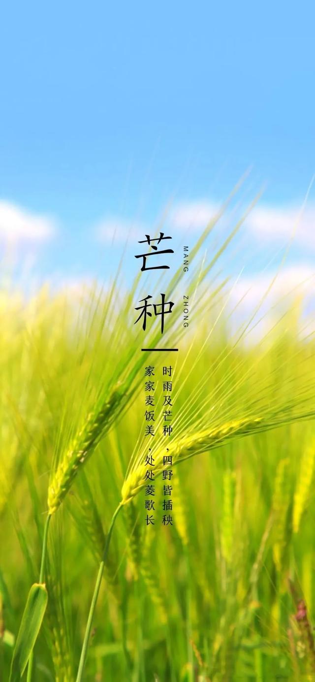 芒种-01.jpeg